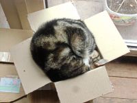 Katze fertig zum Versand